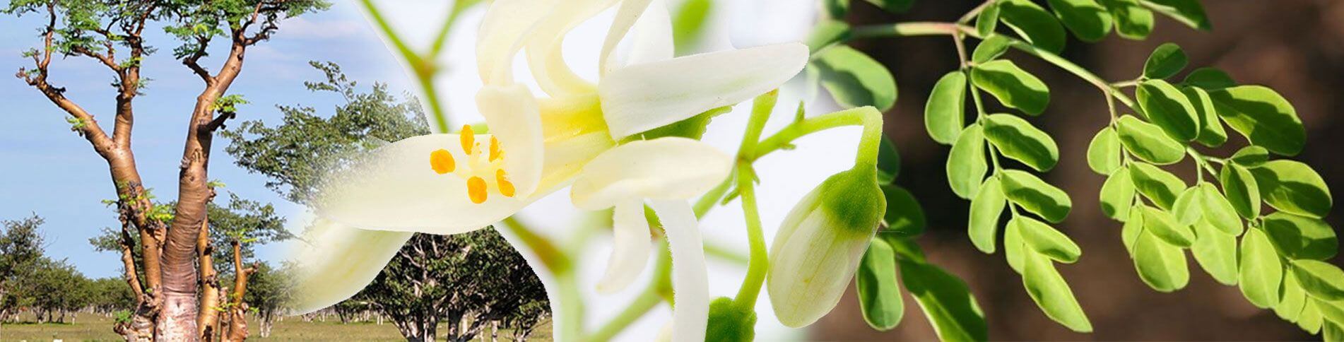 MORINGA- ein Geschenk der Natur