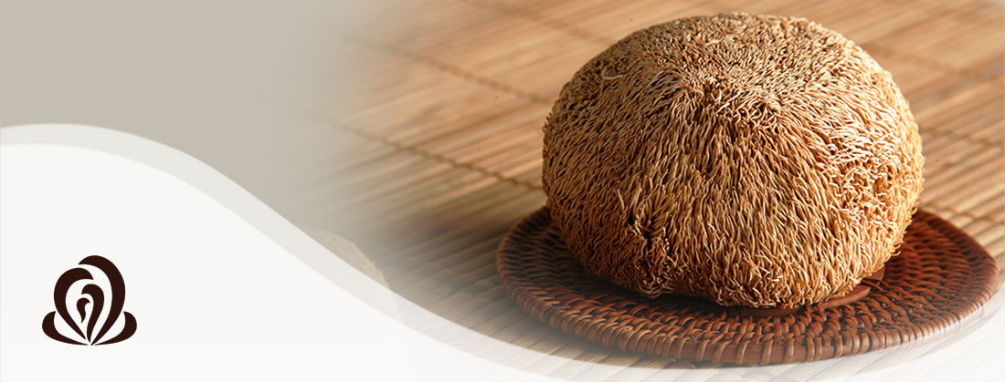 Hericium – Der Löwe unter den Vitalpilzen