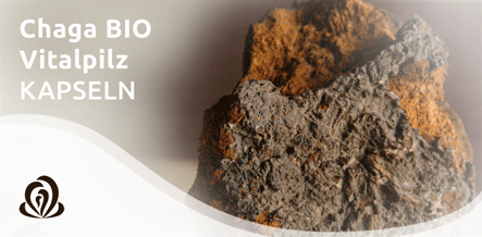 Chaga Chaga