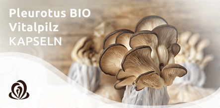 Pleurotus Pleurotus